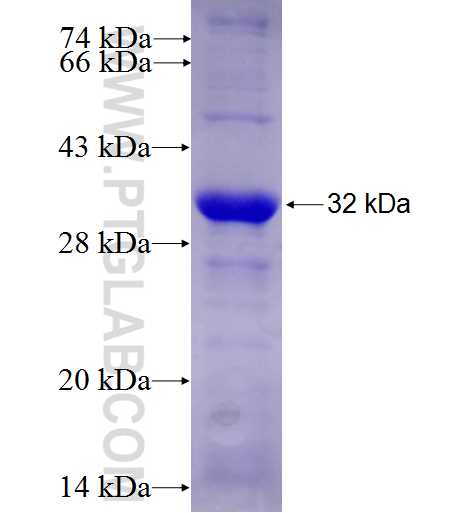 FGFR2 fusion protein Ag23120 SDS-PAGE