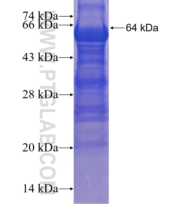 FGFR2 fusion protein Ag3701 SDS-PAGE
