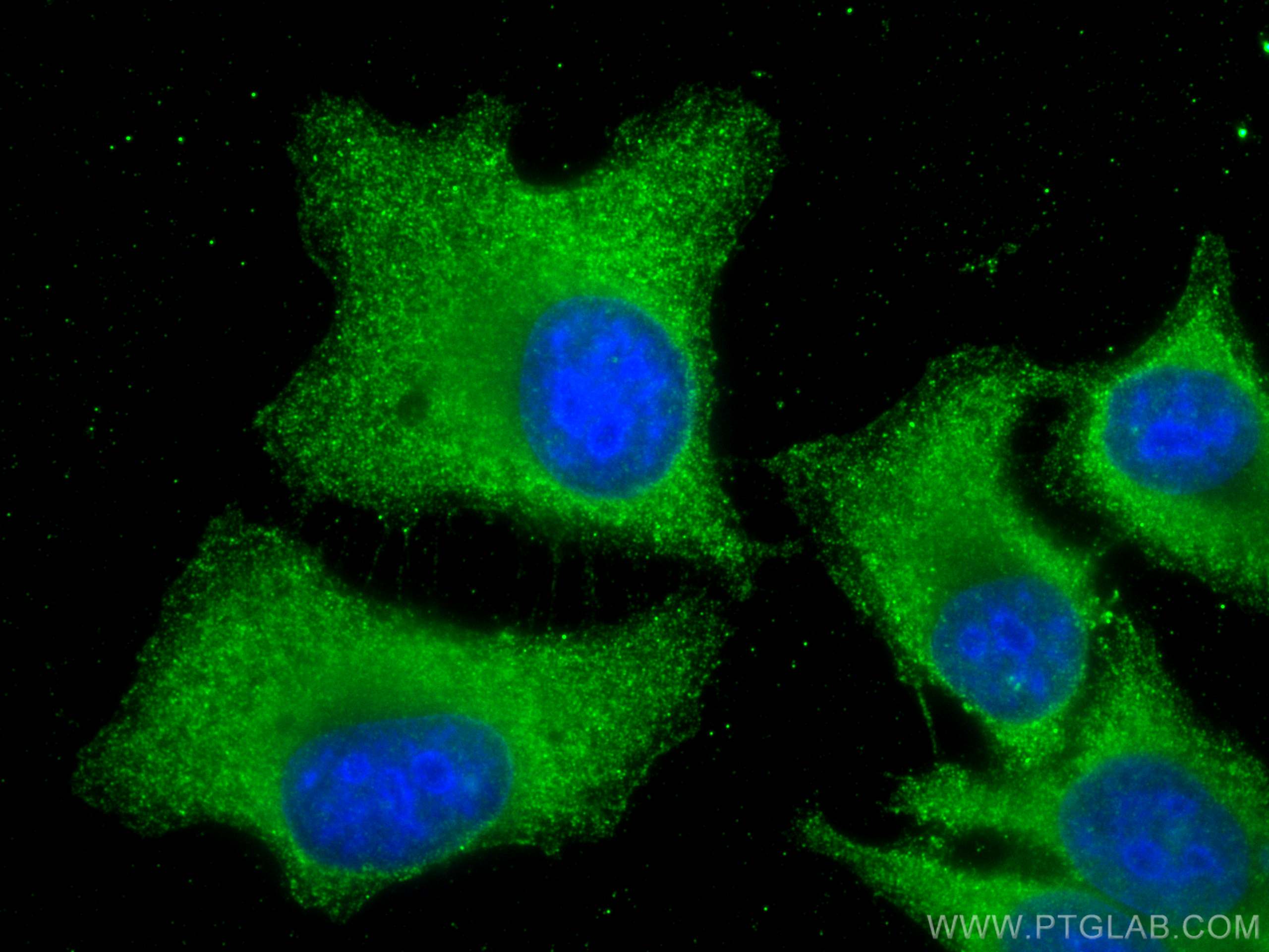 Immunofluorescence (IF) / fluorescent staining of HepG2 cells using FGFR3 Monoclonal antibody (66954-1-Ig)