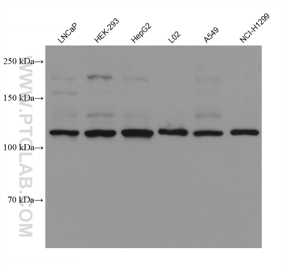 WB analysis using 66954-1-Ig