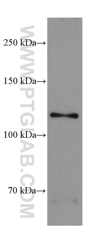 Western Blot (WB) analysis of L-929 cells using FGFR3 Monoclonal antibody (66954-1-Ig)