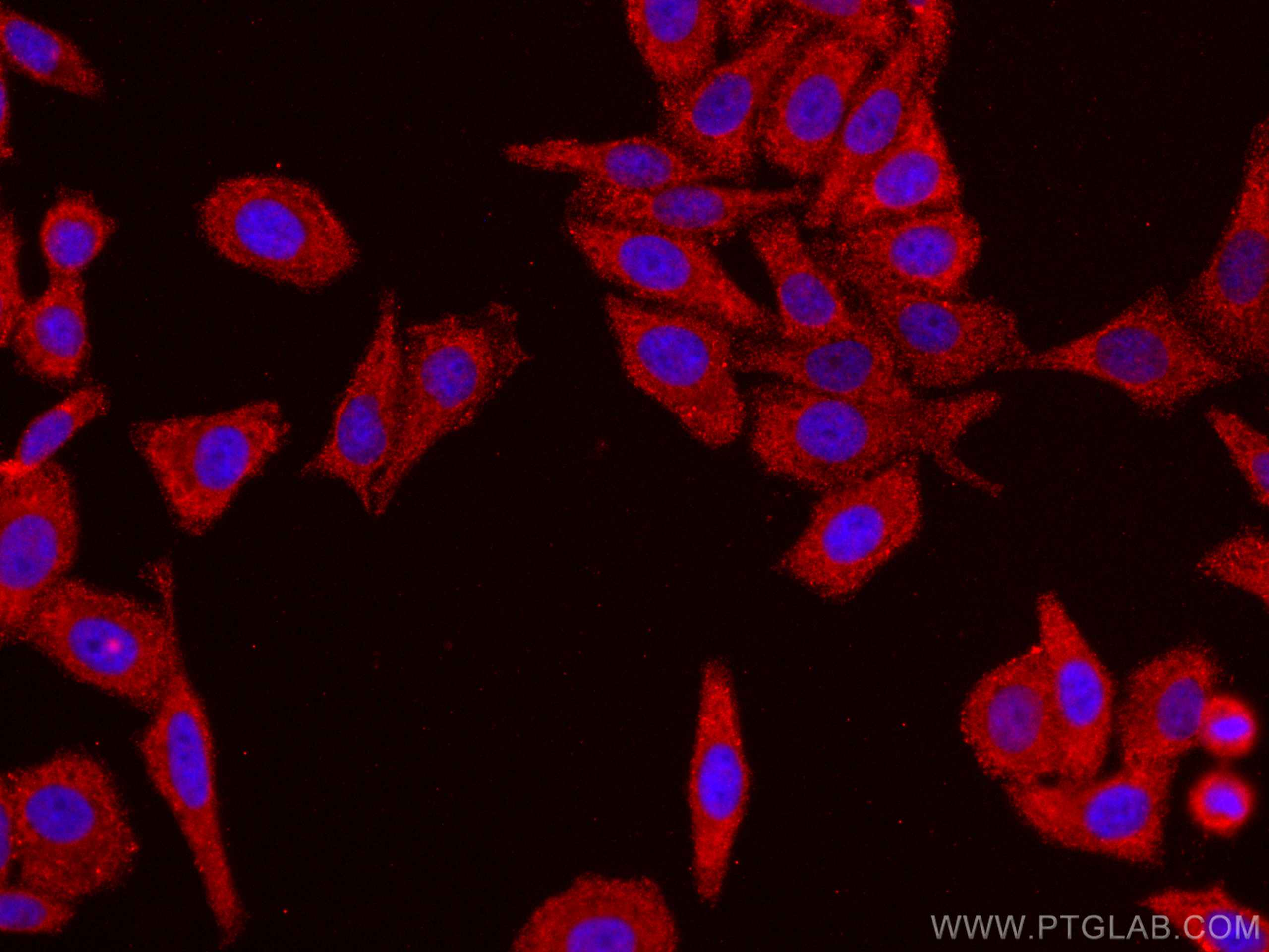 Immunofluorescence (IF) / fluorescent staining of HepG2 cells using CoraLite®594-conjugated FGFR3 Monoclonal antibody (CL594-66954)