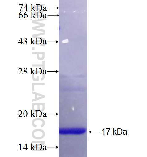 FGFR3 fusion protein Ag26290 SDS-PAGE