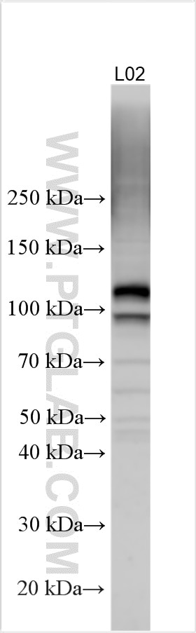 Western Blot (WB) analysis of various lysates using FGFR4 Polyclonal antibody (11098-1-AP)