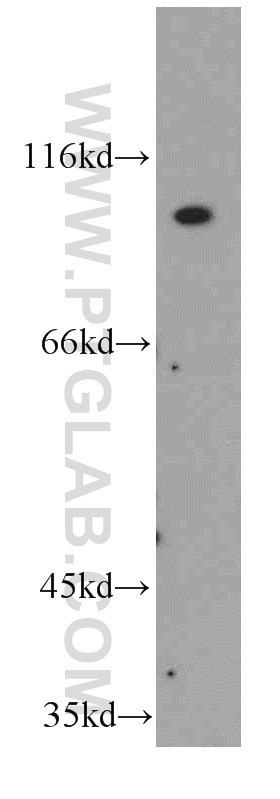 Western Blot (WB) analysis of HepG2 cells using FGFR4 Polyclonal antibody (11098-1-AP)