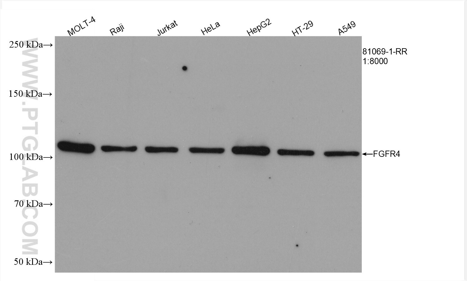 Western Blot (WB) analysis of various lysates using FGFR4 Recombinant antibody (81069-1-RR)