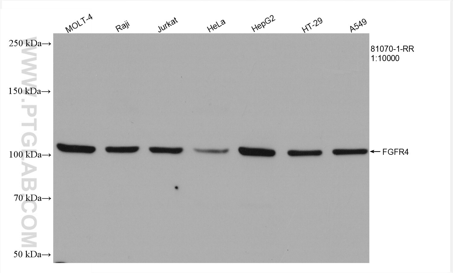 Various lysates were subjected to SDS PAGE followed by western blot with 81070-1-RR (FGFR4 antibody) at dilution of 1:10000 incubated at room temperature for 1.5 hours. Western Blot (WB) analysis of various lysates using FGFR4 Recombinant antibody (81070-1-RR)