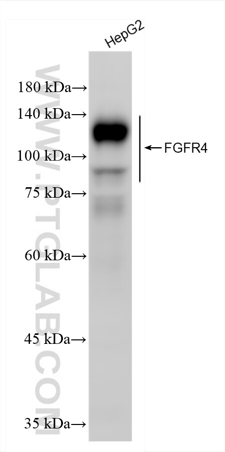 WB analysis using 85420-3-RR (same clone as 85420-3-PBS) Western Blot (WB) analysis of various lysates using FGFR4 Recombinant monoclonal antibody (85420-3-RR)
