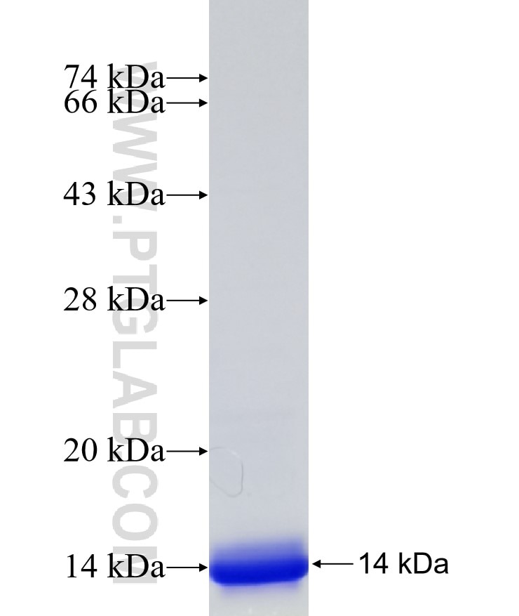 FGFR4 fusion protein Ag31013 SDS-PAGE