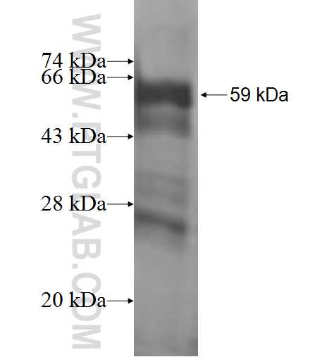 FGFR4 fusion protein Ag1573 SDS-PAGE
