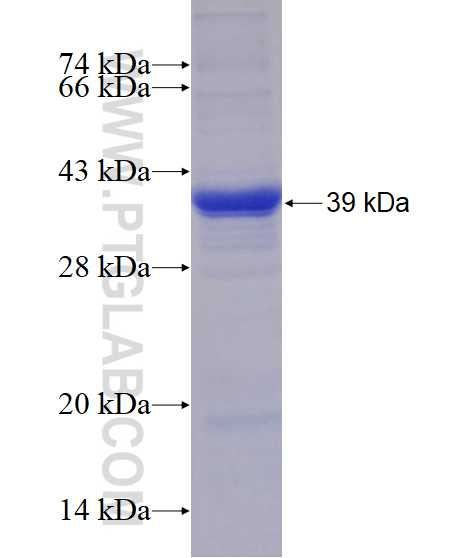 FGFR4 fusion protein Ag17041 SDS-PAGE