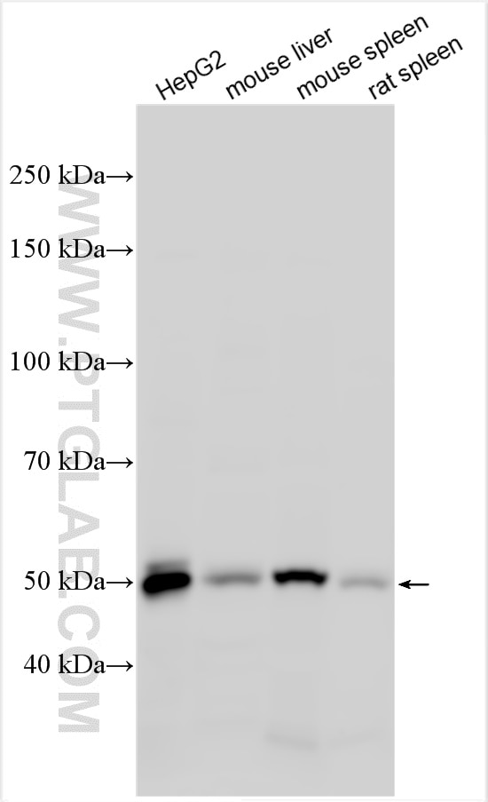 Western Blot (WB) analysis of various lysates using Fibrinogen Gamma Chain Polyclonal antibody (15841-1-AP)