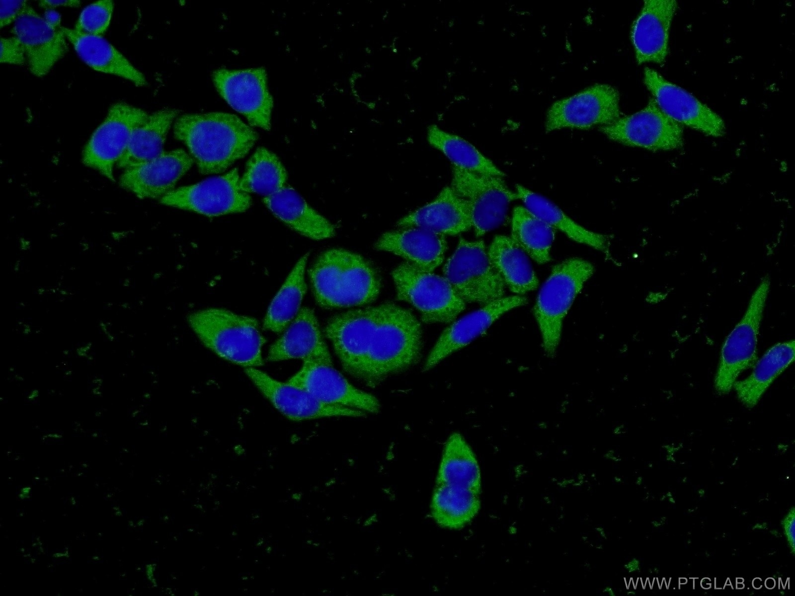 Immunofluorescence (IF) / fluorescent staining of L02 cells using Fibrinogen Gamma Chain Monoclonal antibody (66158-1-Ig)