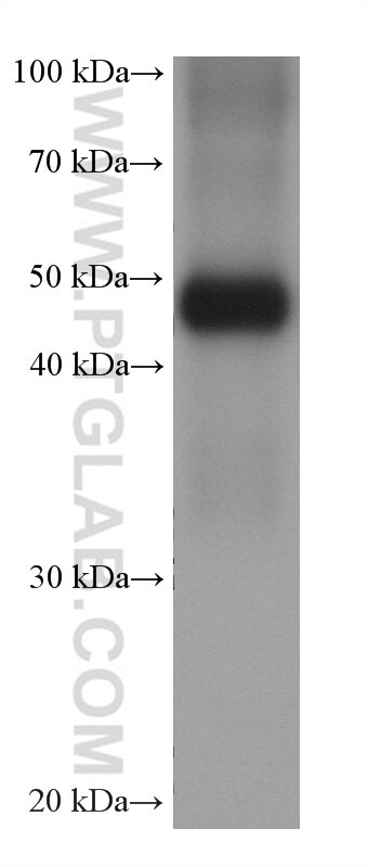 Western Blot (WB) analysis of human peripheral blood platelets using Fibrinogen Gamma Chain Monoclonal antibody (66158-1-Ig)