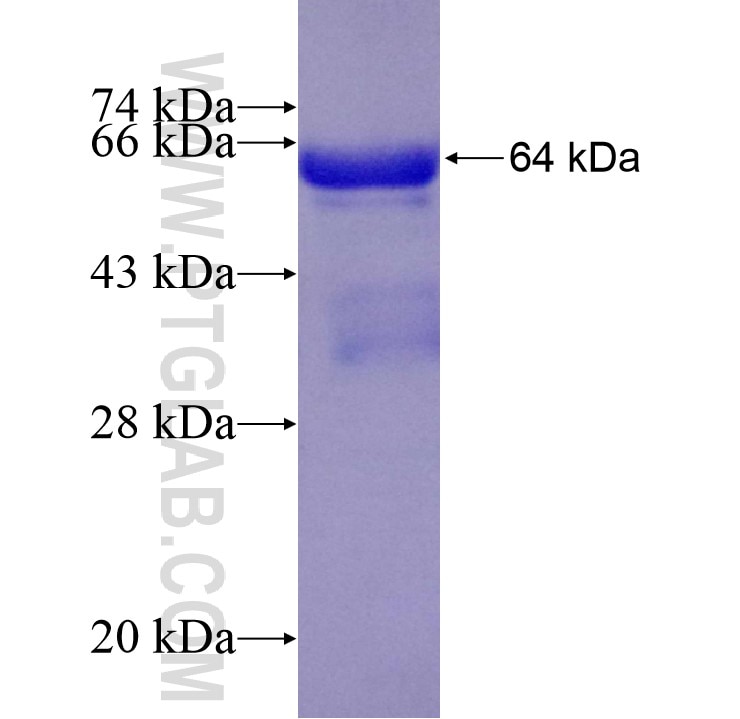 FGG fusion protein Ag8597 SDS-PAGE