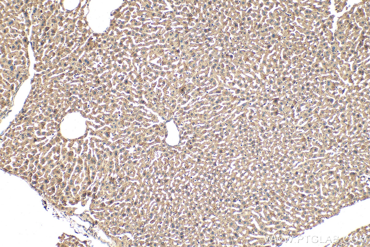 Immunohistochemistry (IHC) staining of mouse liver tissue using FGL1 Polyclonal antibody (16000-1-AP)