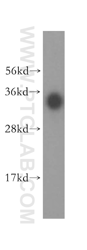Western Blot (WB) analysis of human liver tissue using FGL1 Polyclonal antibody (16000-1-AP)