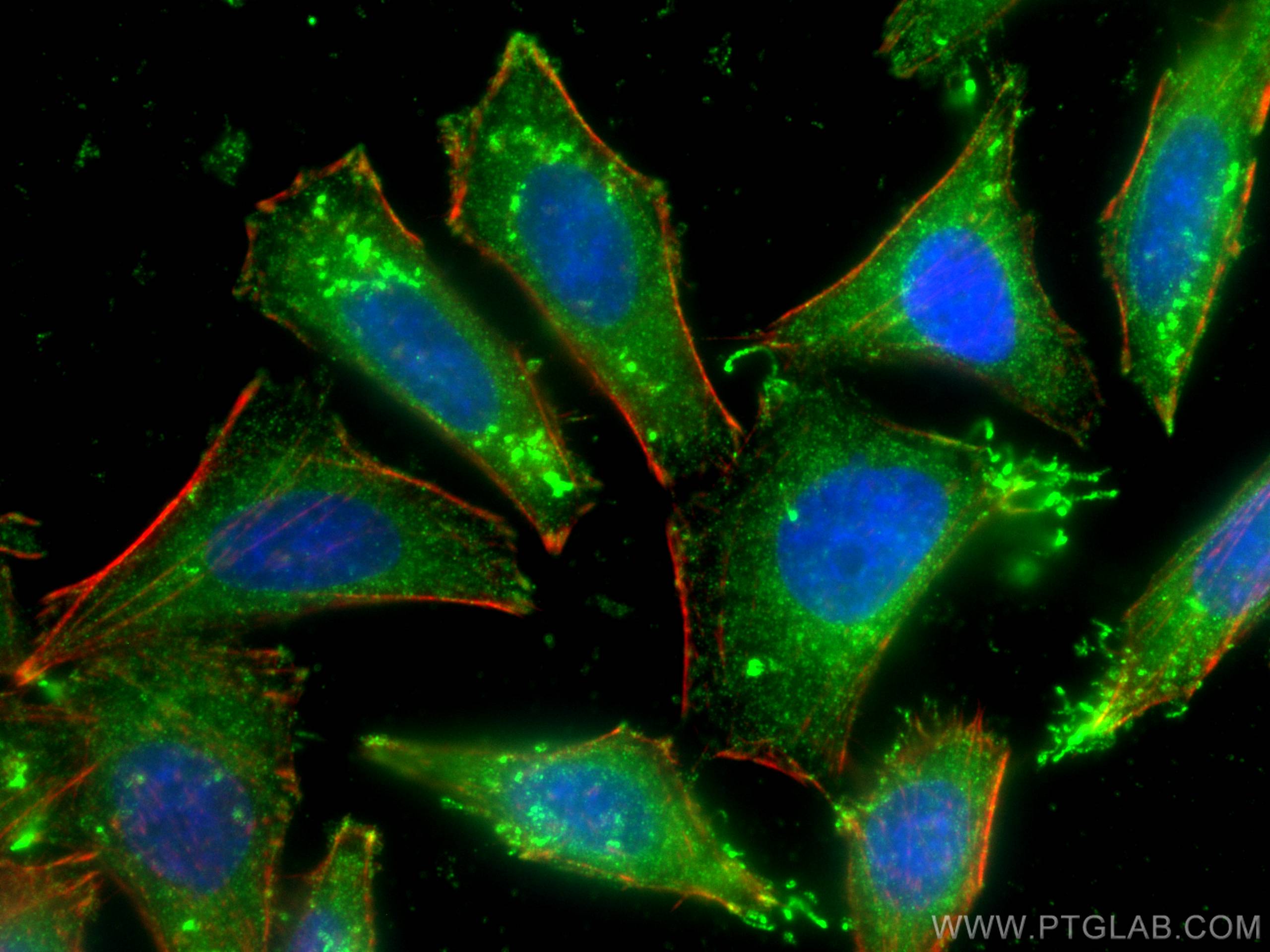 Immunofluorescence (IF) / fluorescent staining of HepG2 cells using FGL1 Monoclonal antibody (67391-1-Ig)