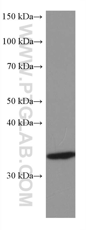 Western Blot (WB) analysis of human placenta tissue using FGL1 Monoclonal antibody (67391-1-Ig)