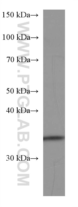 Western Blot (WB) analysis of pig liver tissue using FGL1 Monoclonal antibody (67391-1-Ig)