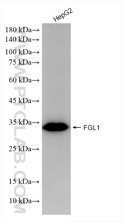 HepG2 cells were subjected to SDS PAGE followed by western blot with 86426-2-RR (FGL1 antibody) at dilution of 1:10000 incubated at room temperature for 1.5 hours. Western Blot (WB) analysis of HepG2 cells using FGL1 Recombinant antibody (86426-2-RR)