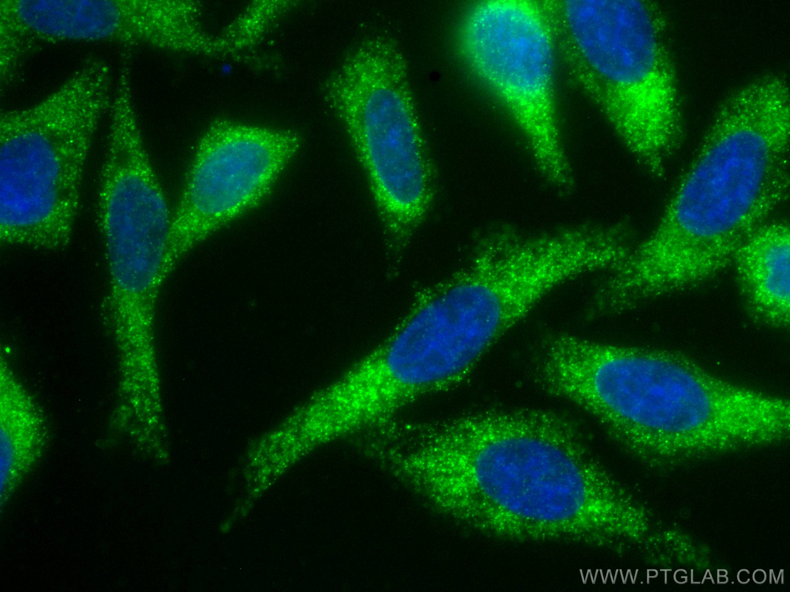 Immunofluorescence (IF) / fluorescent staining of HepG2 cells using CoraLite® Plus 488-conjugated FGL1 Monoclonal anti (CL488-67391)