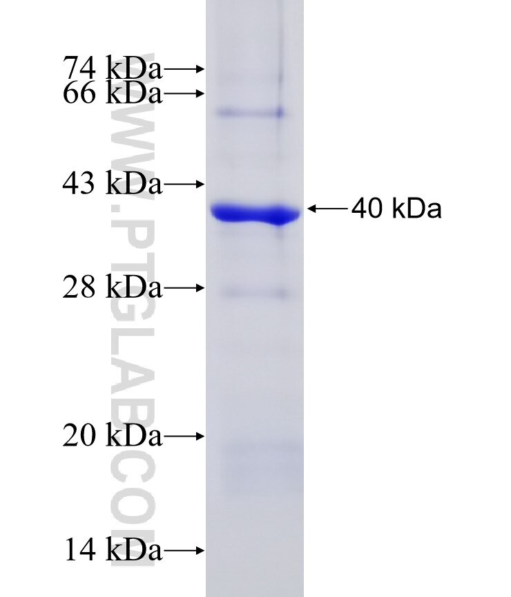 FGL1 fusion protein Ag8581 SDS-PAGE
