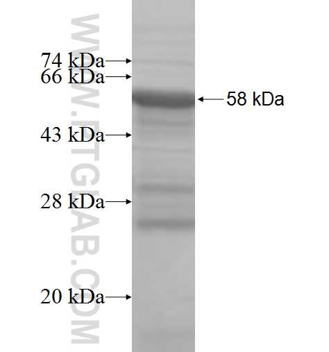 FGL1 fusion protein Ag8593 SDS-PAGE