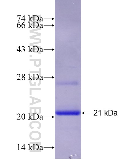 FGL2 fusion protein Ag28619 SDS-PAGE
