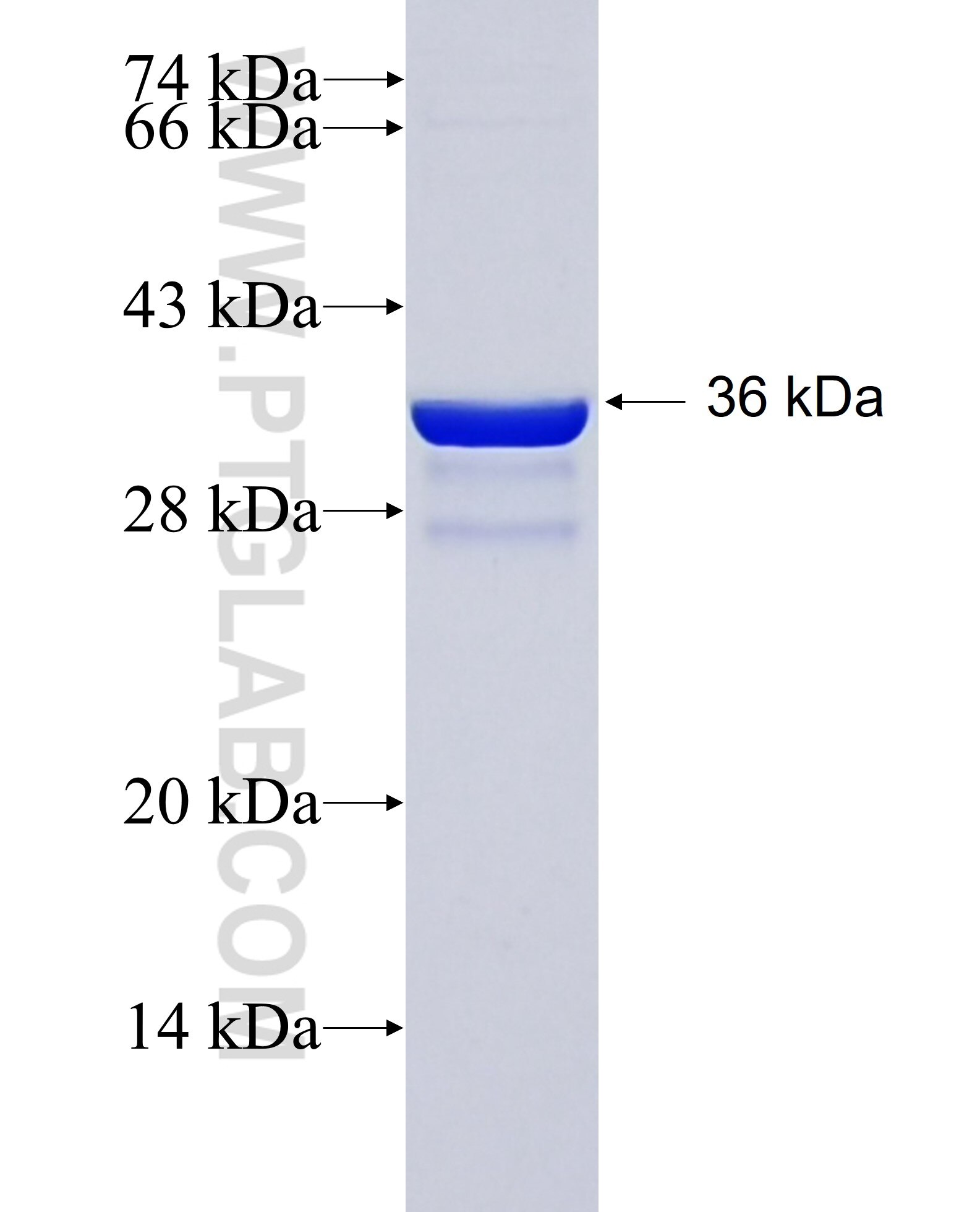 FGR fusion protein Ag34944 SDS-PAGE