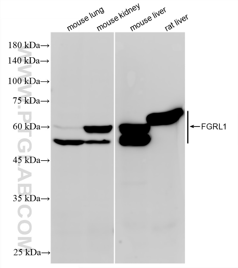 Western Blot (WB) analysis of various lysates using FGRL1 Recombinant monoclonal antibody (88000-1-RR)