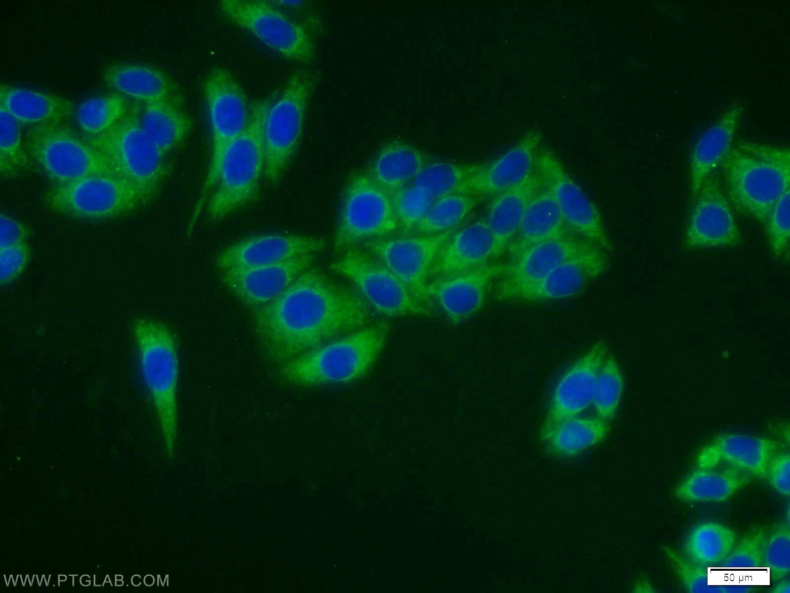 IF Staining of HepG2 using 10966-1-AP