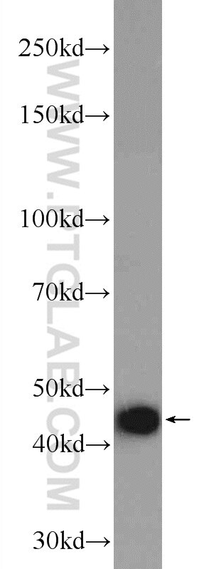 WB analysis of HepG2 using 10966-1-AP