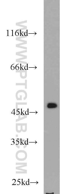 Western Blot (WB) analysis of L02 cells using FH Polyclonal antibody (10966-1-AP)
