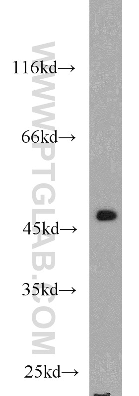 Western Blot (WB) analysis of L02 cells using FH Polyclonal antibody (10966-1-AP)