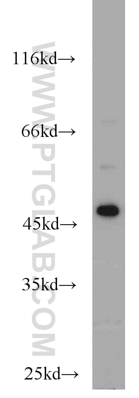 Western Blot (WB) analysis of mouse liver tissue using FH Polyclonal antibody (10966-1-AP)