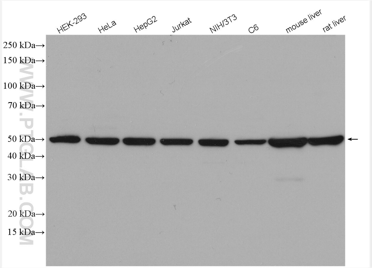 Western Blot (WB) analysis of various lysates using FH Polyclonal antibody (11375-1-AP)