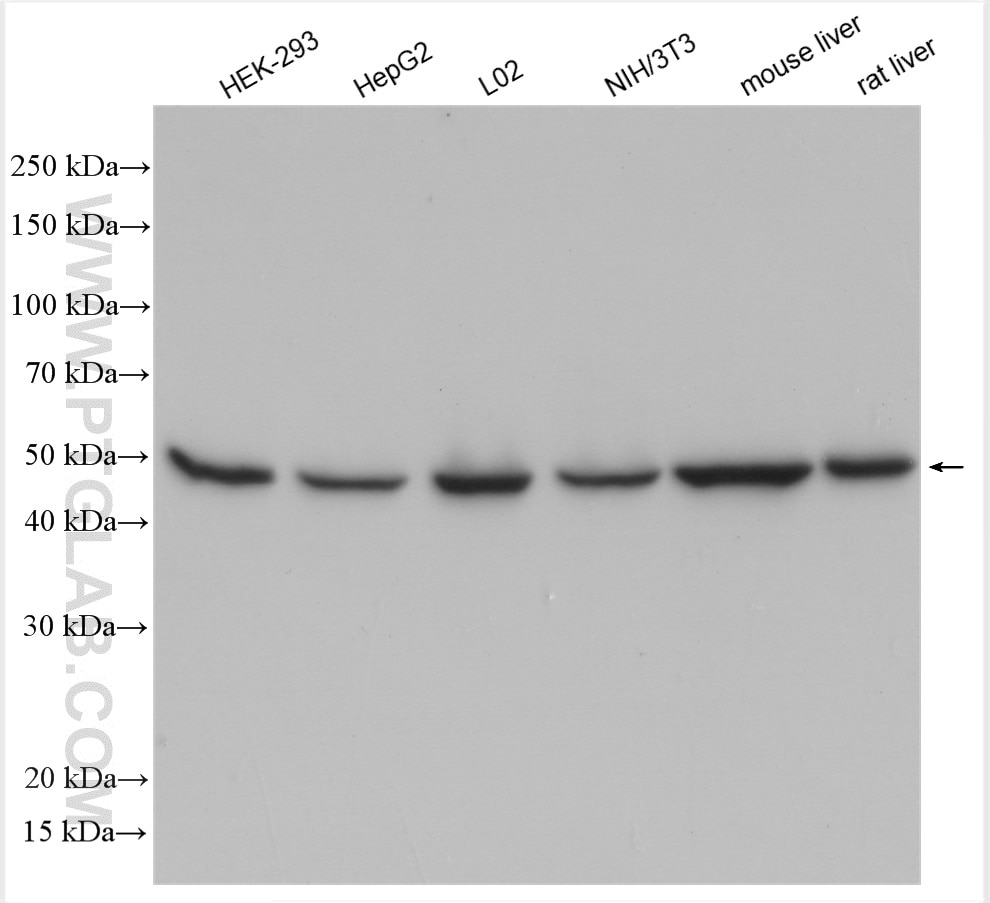 Western Blot (WB) analysis of various lysates using FH Polyclonal antibody (11375-1-AP)