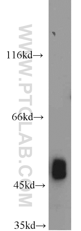 FH Polyclonal antibody