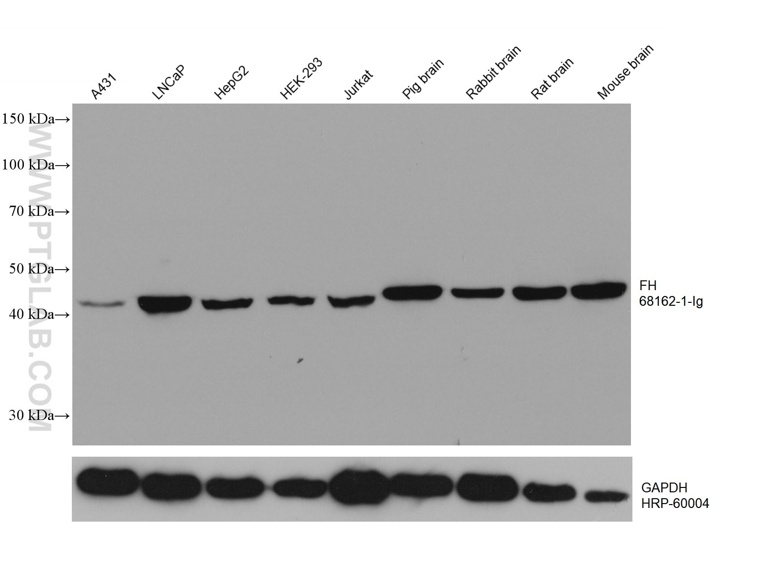 Western Blot (WB) analysis of various lysates using FH Monoclonal antibody (68162-1-Ig)