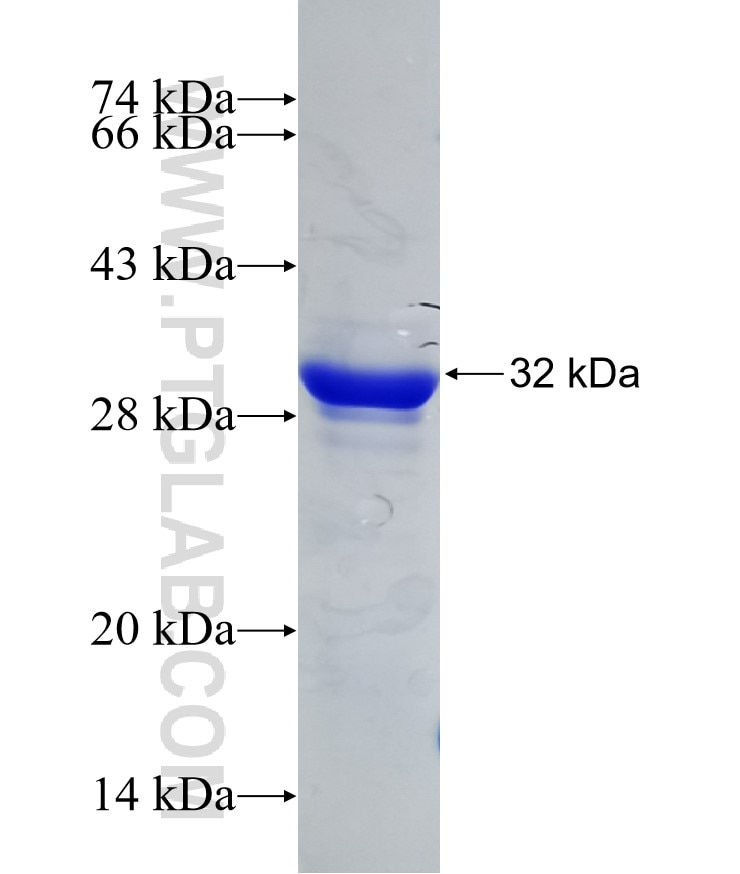 FH fusion protein Ag30254 SDS-PAGE
