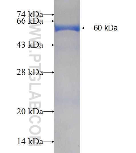 FH fusion protein Ag1934 SDS-PAGE