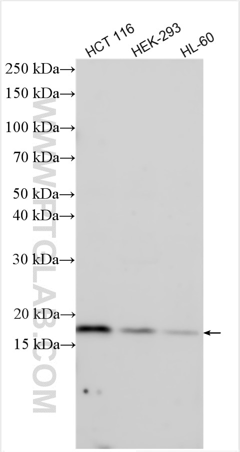 Western Blot (WB) analysis of various lysates using FHIT Polyclonal antibody (13362-1-AP)