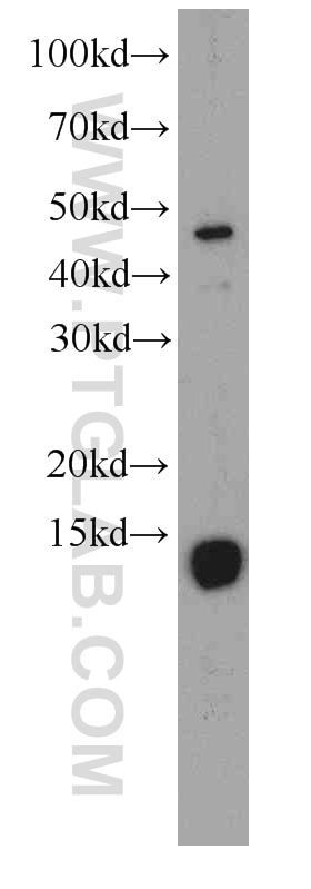 Western Blot (WB) analysis of K-562 cells using FHIT Monoclonal antibody (66086-1-Ig)