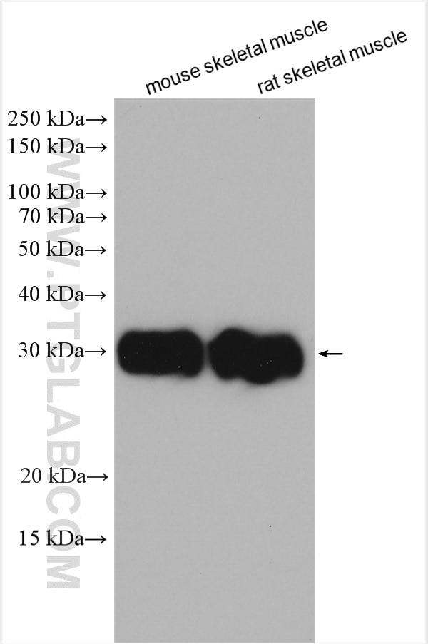 Western Blot (WB) analysis of various lysates using FHL1 Polyclonal antibody (10991-1-AP)