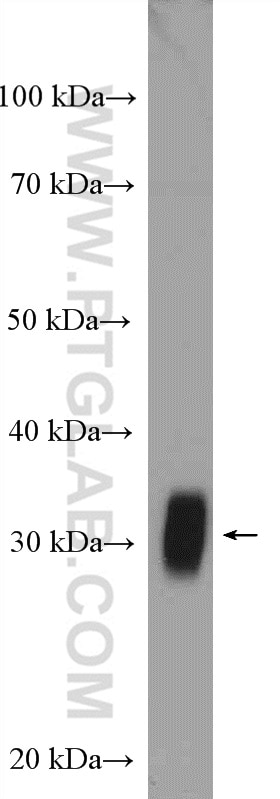 Western Blot (WB) analysis of mouse skeletal muscle tissue using FHL1 Polyclonal antibody (10991-1-AP)