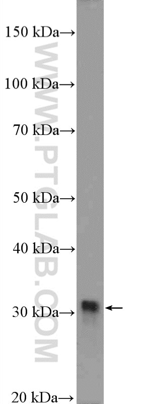 Western Blot (WB) analysis of mouse skeletal muscle tissue using FHL1 Polyclonal antibody (10991-1-AP)