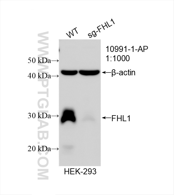 Western Blot (WB) analysis of HEK-293 cells using FHL1 Polyclonal antibody (10991-1-AP)