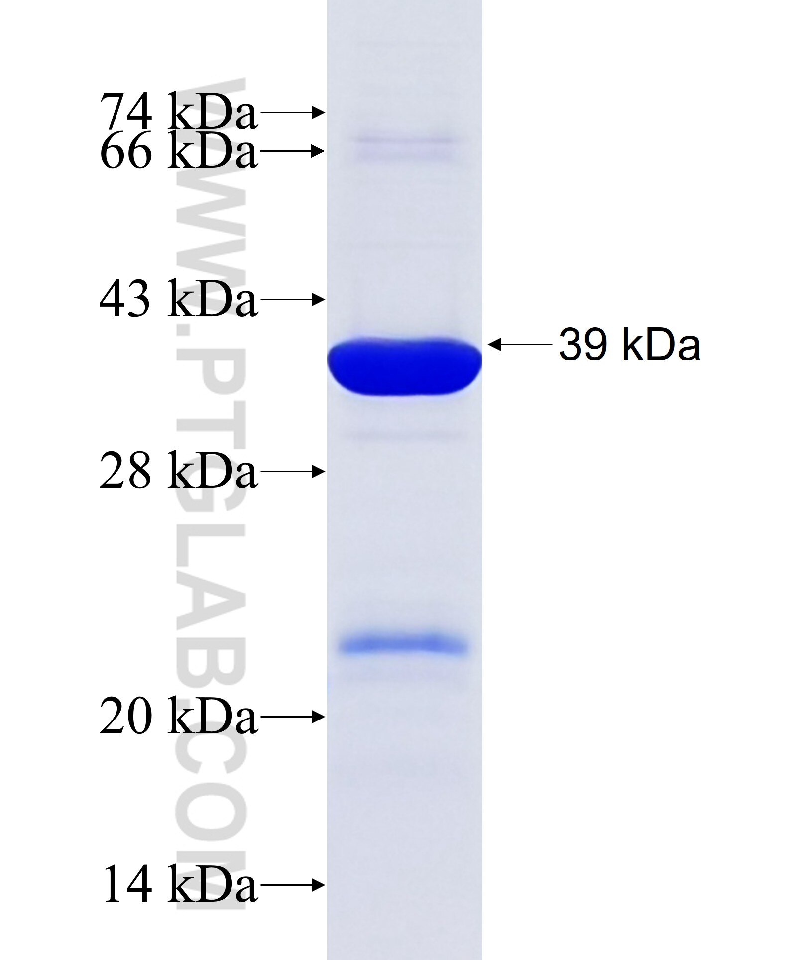 FHL1 fusion protein Ag34285 SDS-PAGE FHL1 fusion protein Ag34285 SDS-PAGE