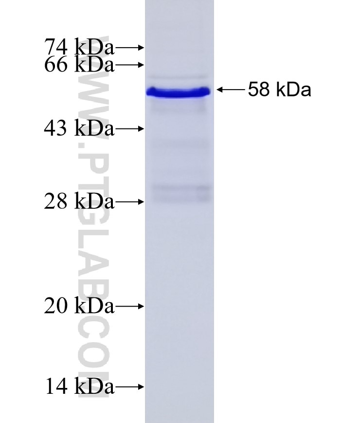 FHL1 fusion protein Ag1448 SDS-PAGE